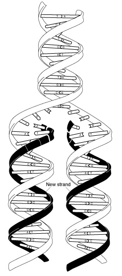 DNA replication