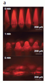 Microneedles for vaccine delivery; dissolving over time.