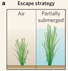 Rice escaping deep water