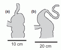 Appendices: human, orangutan