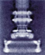 Bacterial flagella: motor, EM