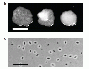 Bet-hedgers: bacterial colonies and cells.