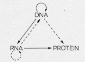Figure 3, showing a modern useful formulation of the Central Dogma.