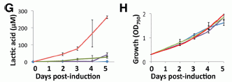 Results for lactic acid production