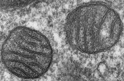 mitochondria