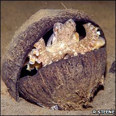 Octopus in coconut shells.