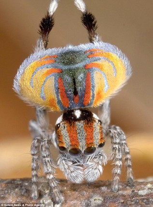Peacock spider