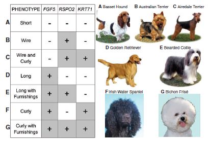 Three genes largely determine the type of dog coat. Fig 3, 75%