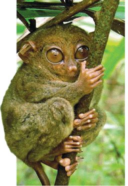 tarsier