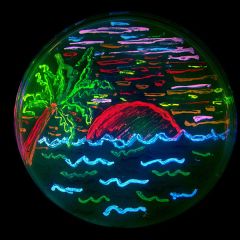 San Diego beaches -- drawn with fluorescent proteins.